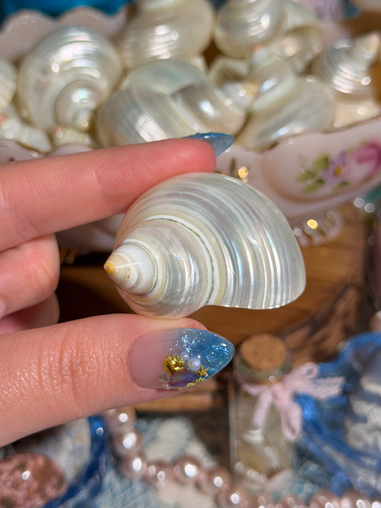 Intuitively Selected: One Pearlized Turbo Argyrostomus Shell from the Phillipines
