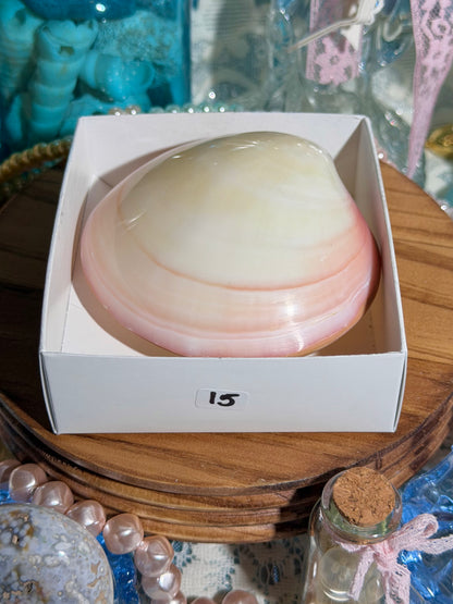 Polished Codaikia Tigrina Shell From The Phillipines - NOT SPLIT