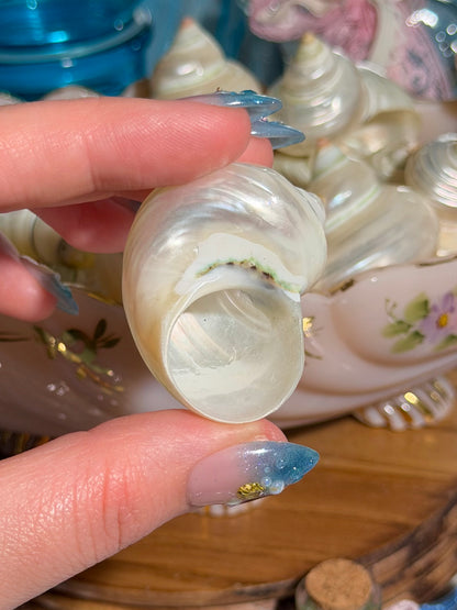 Intuitively Selected: One Pearlized Turbo Argyrostomus Shell from the Phillipines