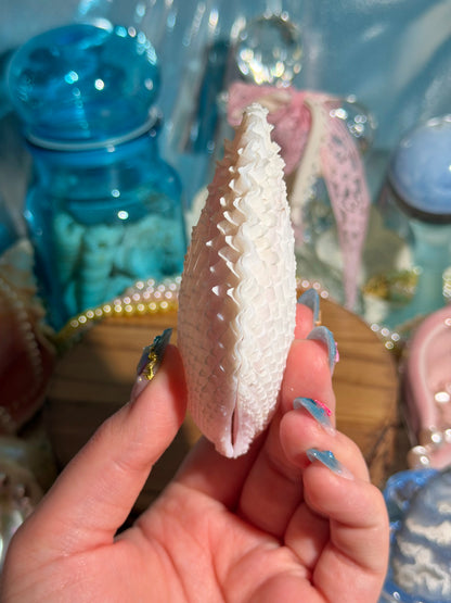 Lima Vulgaris Shell Pair From The Phillipines