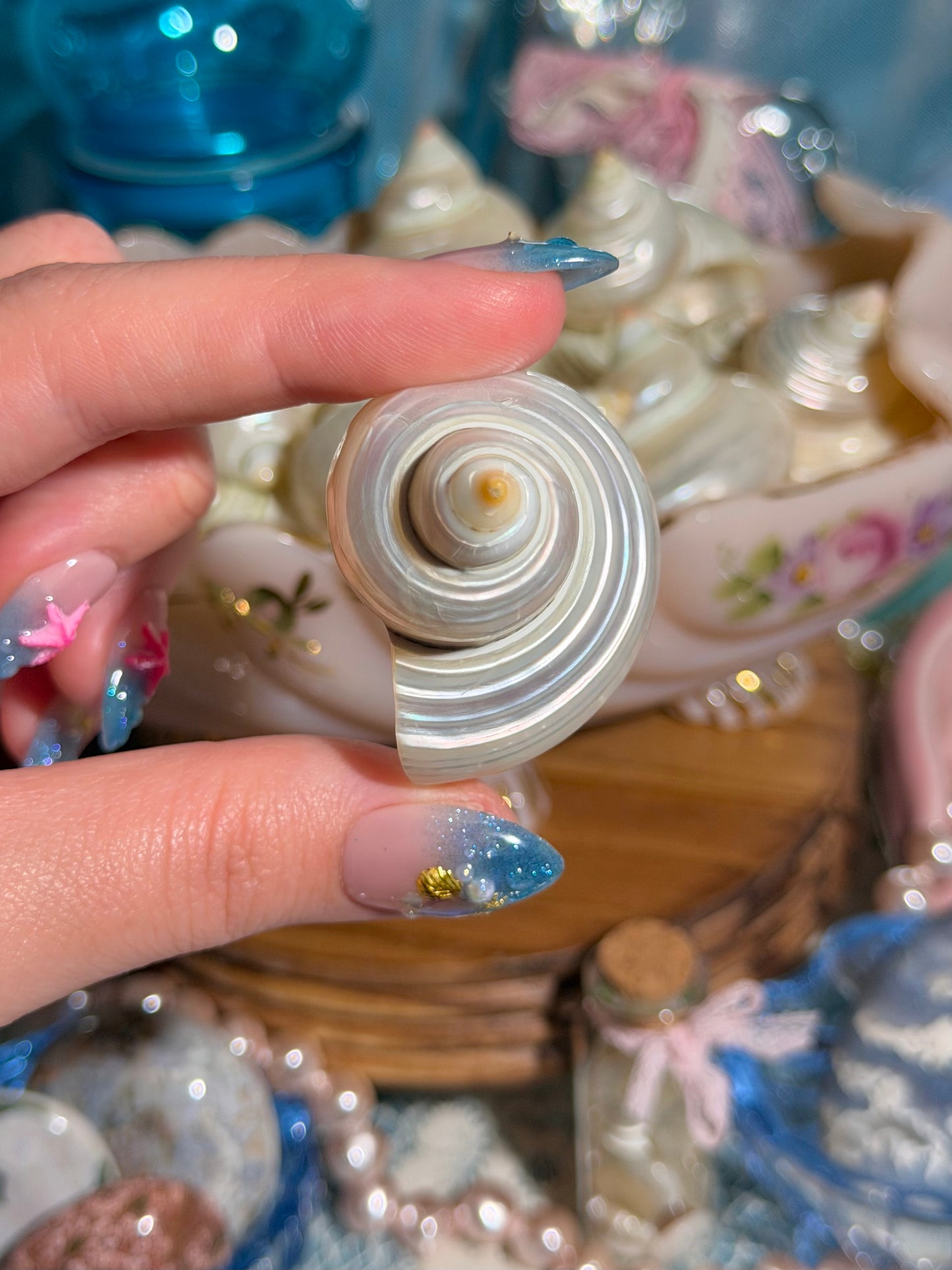 Intuitively Selected: One Pearlized Turbo Argyrostomus Shell from the Phillipines