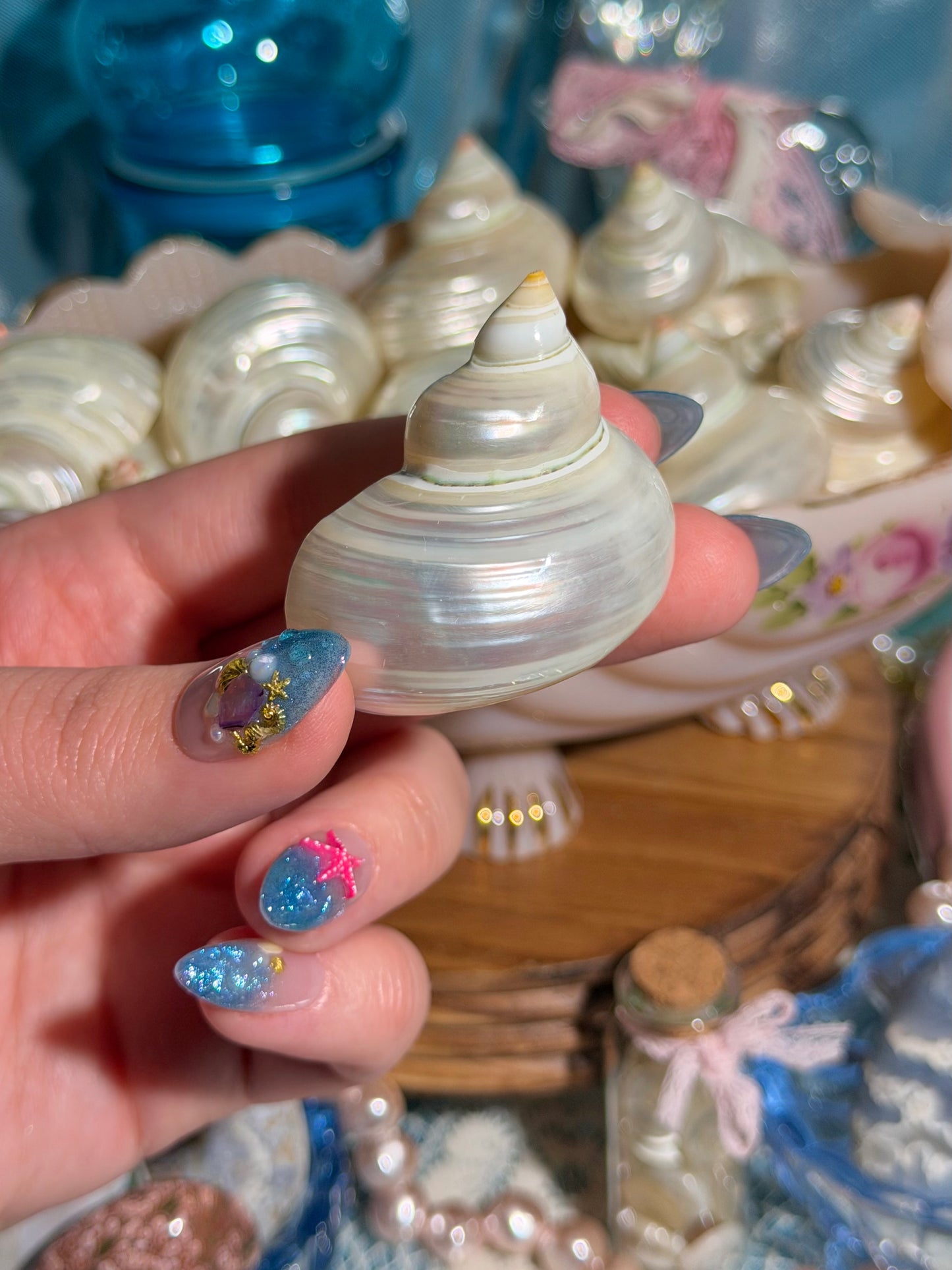 Intuitively Selected: One Pearlized Turbo Argyrostomus Shell from the Phillipines