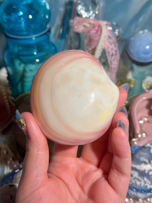 Polished Codaikia Tigrina Shell From The Phillipines - NOT SPLIT