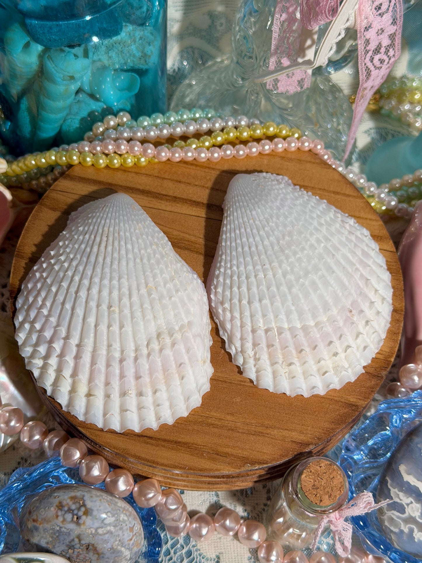 Lima Vulgaris Shell Pair From The Phillipines