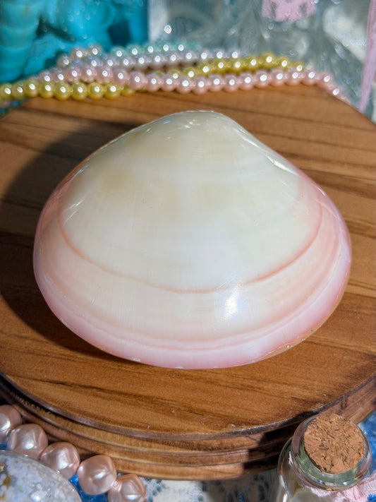 Polished Codaikia Tigrina Shell From The Phillipines - NOT SPLIT
