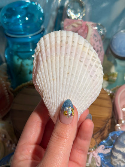 Lima Vulgaris Shell Pair From The Phillipines