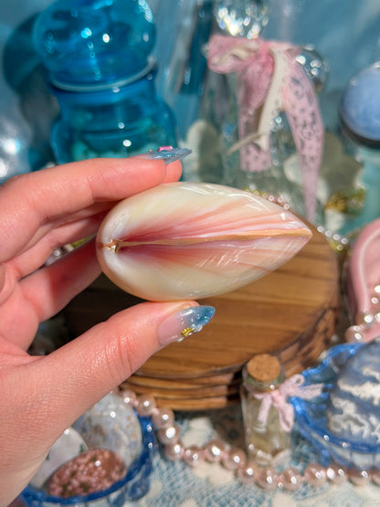 Polished Codaikia Tigrina Shell From The Phillipines - NOT SPLIT