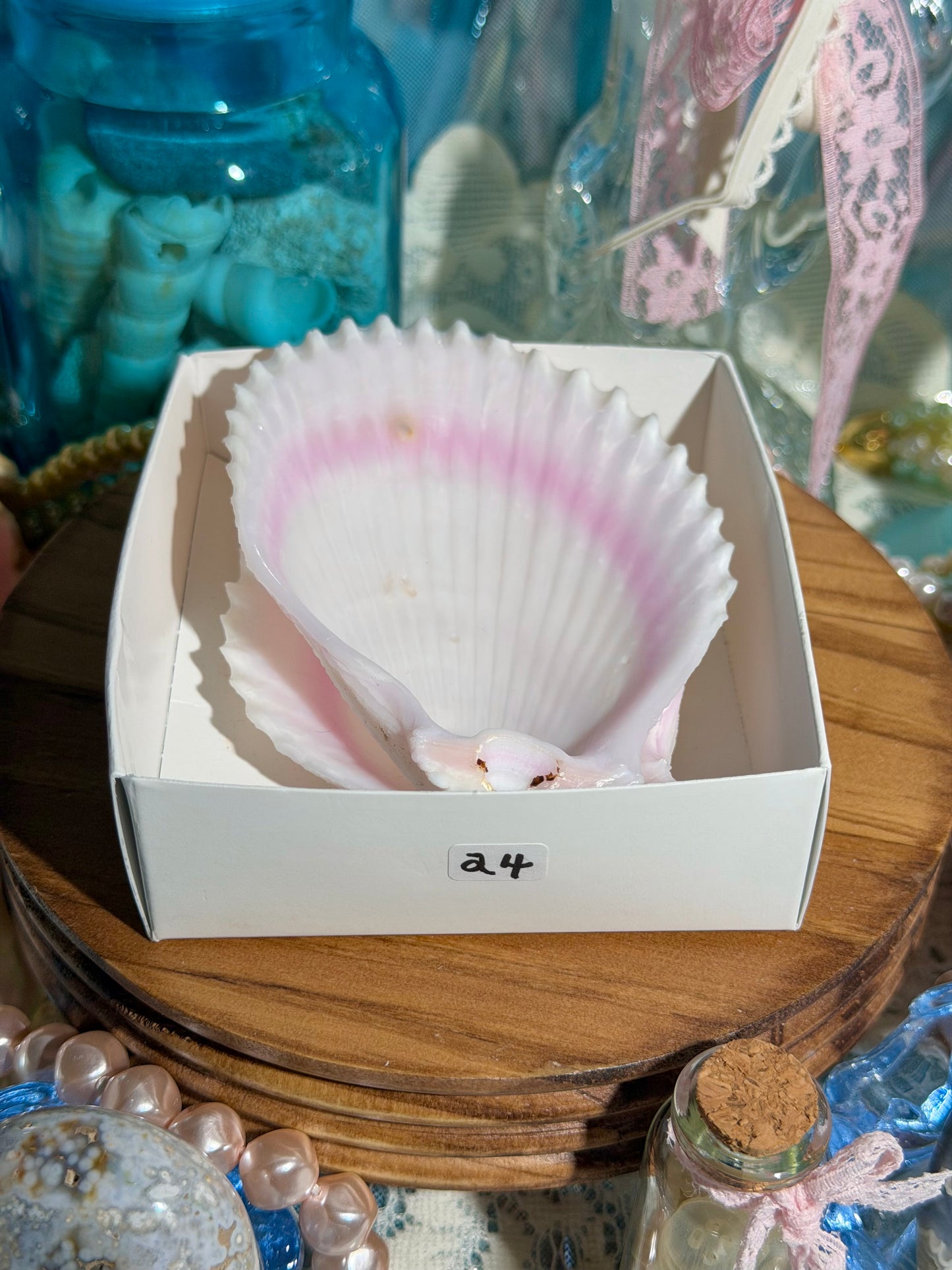 Lima Vulgaris Shell Pair From The Phillipines