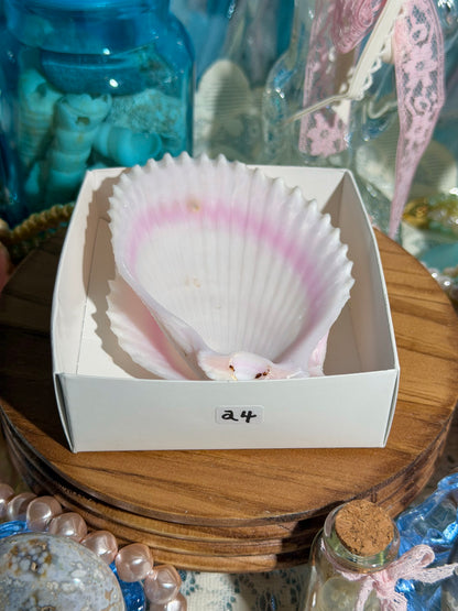 Lima Vulgaris Shell Pair From The Phillipines