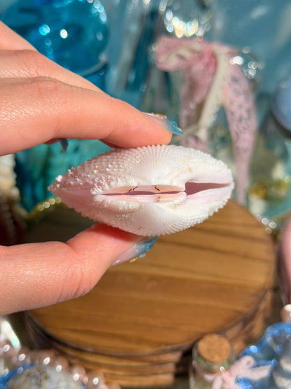 Lima Vulgaris Shell Pair From The Phillipines