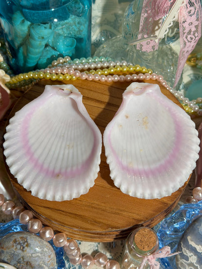 Lima Vulgaris Shell Pair From The Phillipines