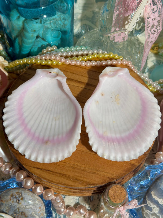 Lima Vulgaris Shell Pair From The Phillipines