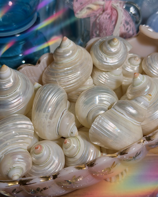 Intuitively Selected: One Pearlized Turbo Argyrostomus Shell from the Phillipines