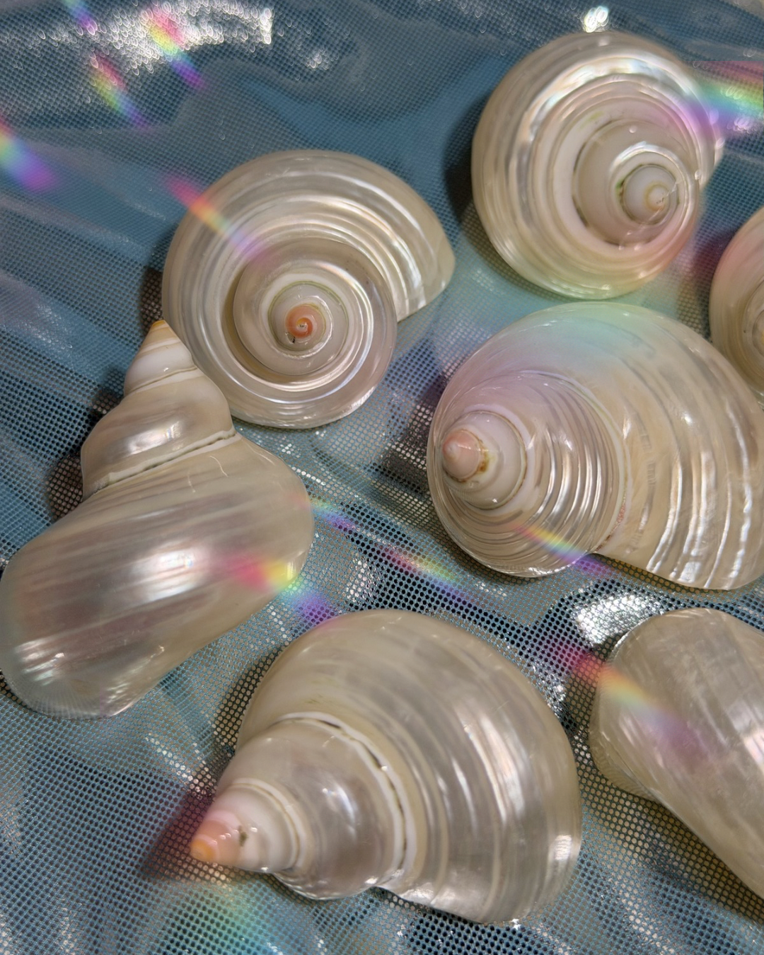 Intuitively Selected: One Pearlized Turbo Argyrostomus Shell from the Phillipines